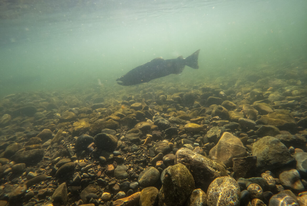 111524-fall-run-chinook-salmon-dwr-cm-01