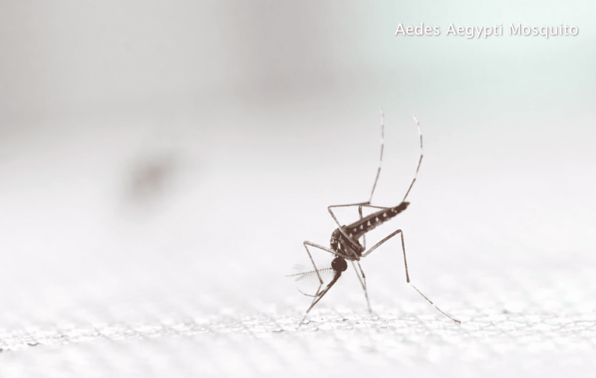 Aedes-Mosquito