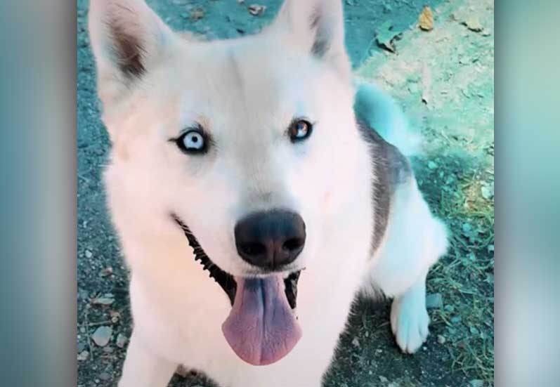 dog